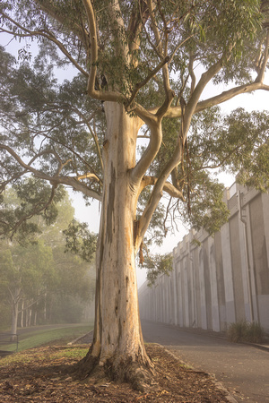 Eucalyptus