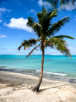 Palm tree, Rarotonga