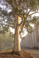 Eucalyptus tree at Green Hill Reservoir.